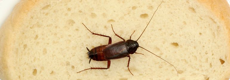 Cockroach Extermination in Utah | Preventive Pest Utah