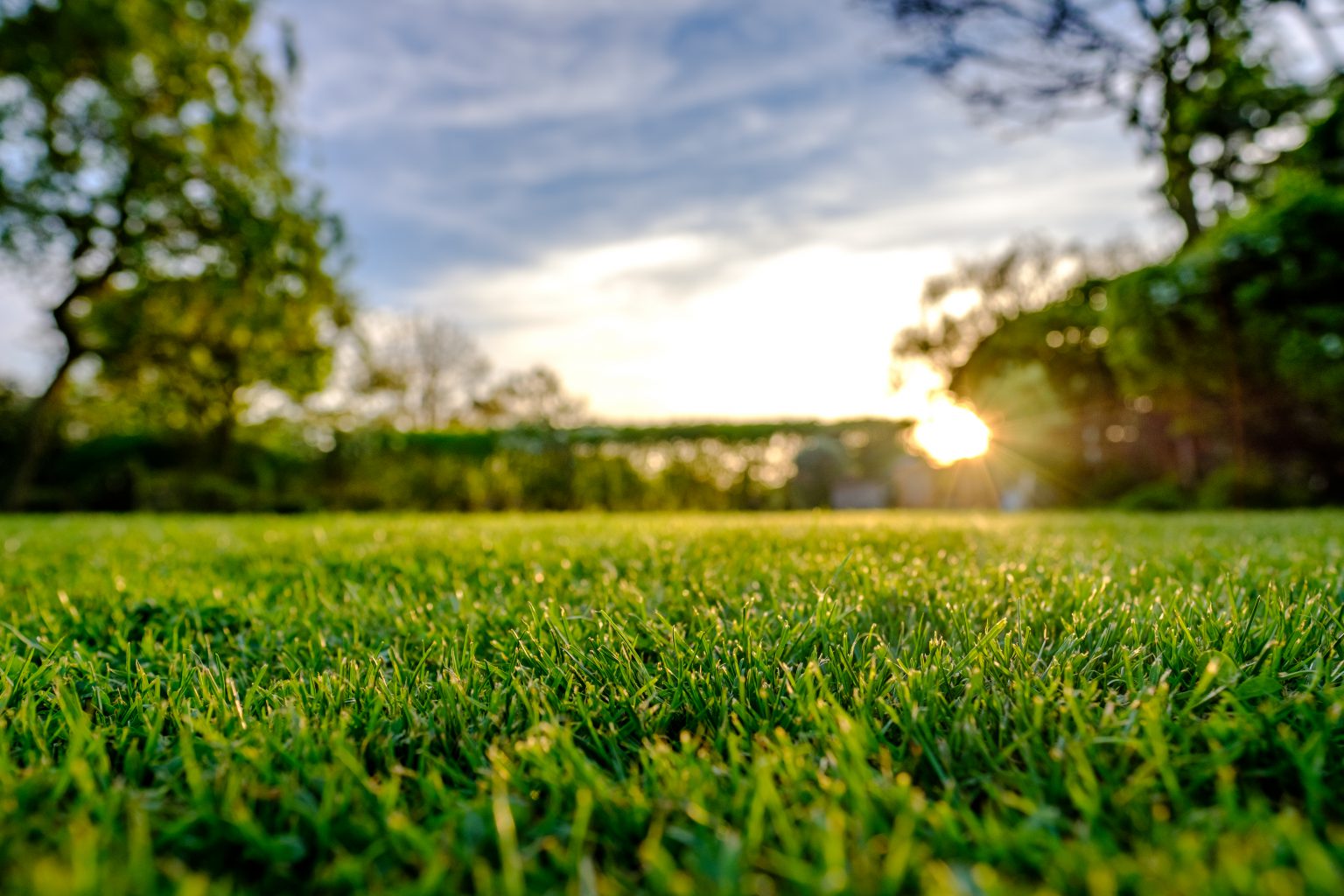 Spring Lawn Care Tips and Tricks | Preventive Pest Control