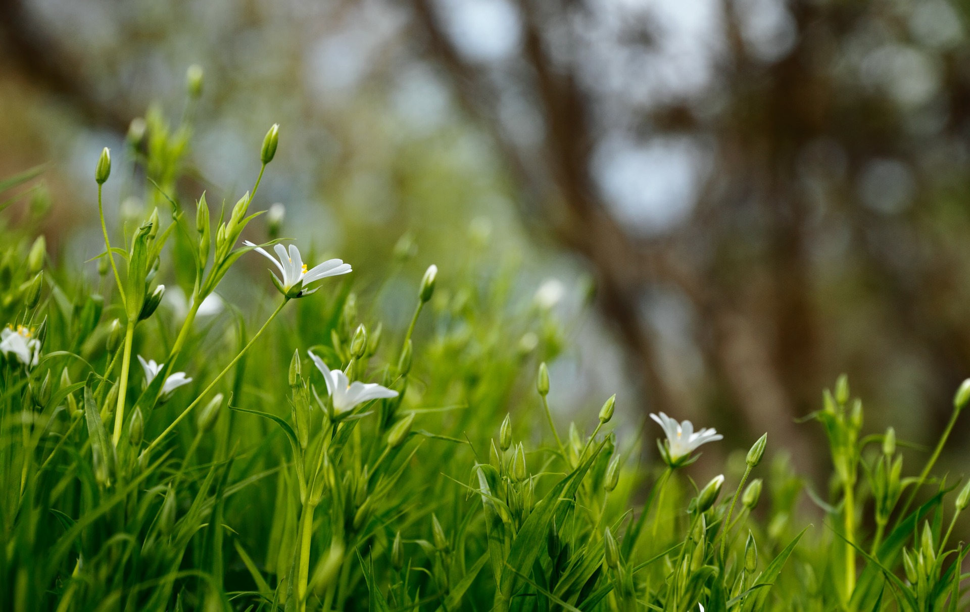common lawn pests