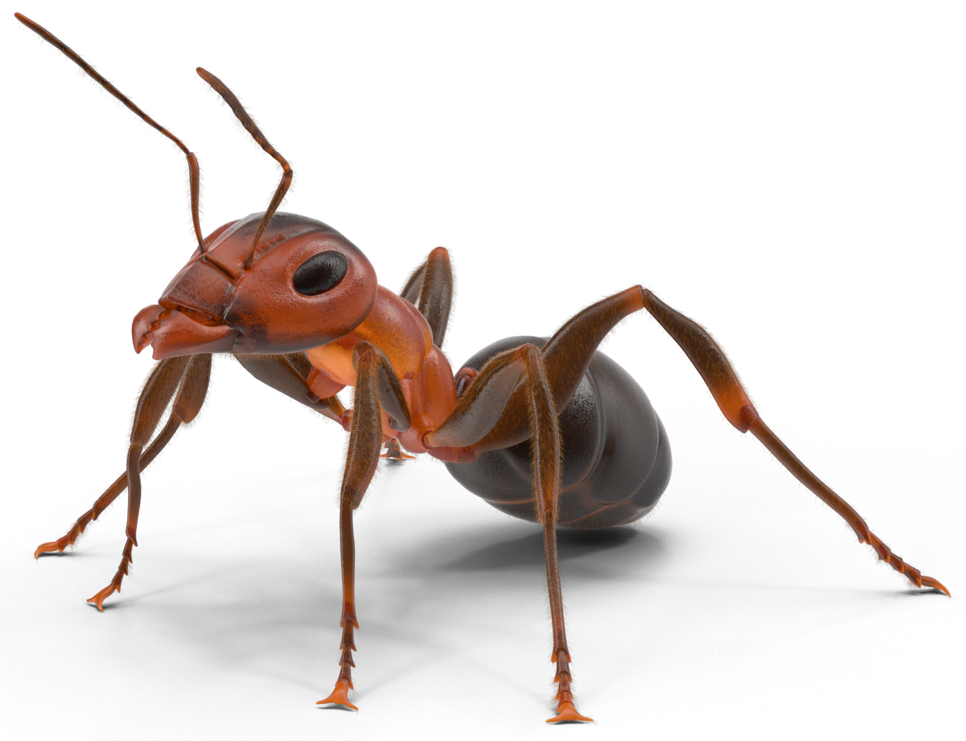 ant-pest-control-preventive-pest-control