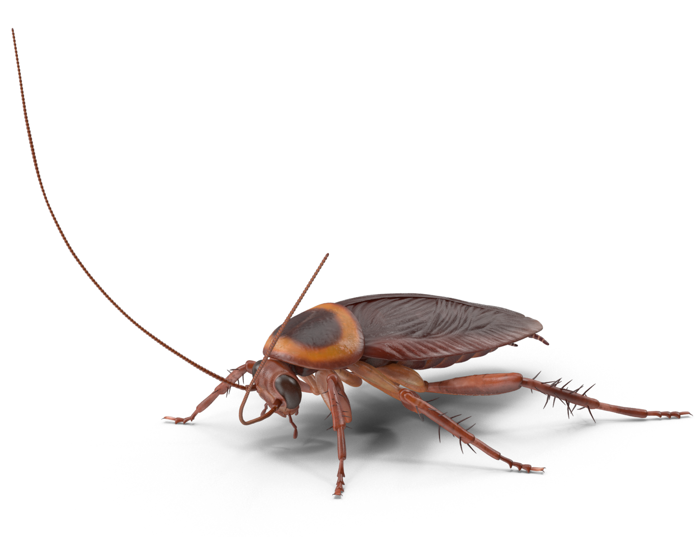 Cockroach Pest Control Preventive Pest Control 