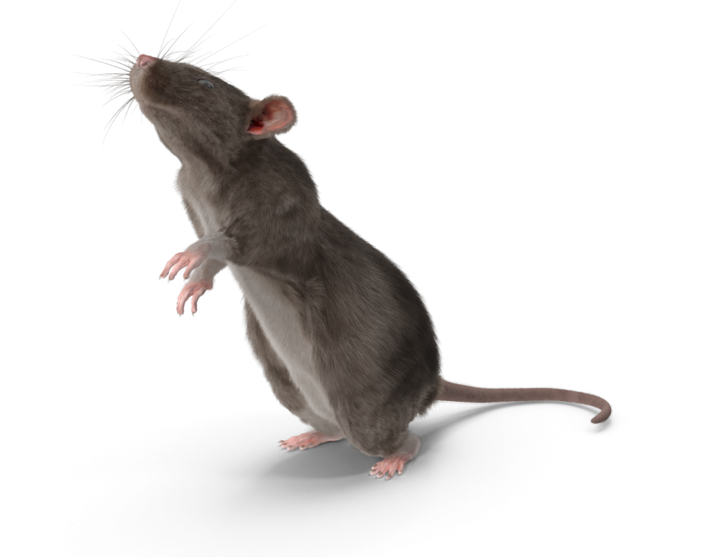 Common Rodents in Utah Preventive Pest Control