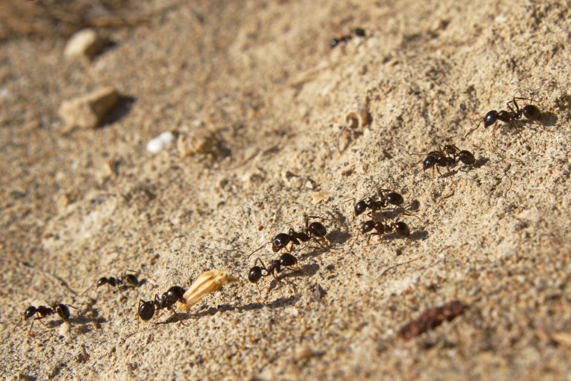 Ants on dirt
