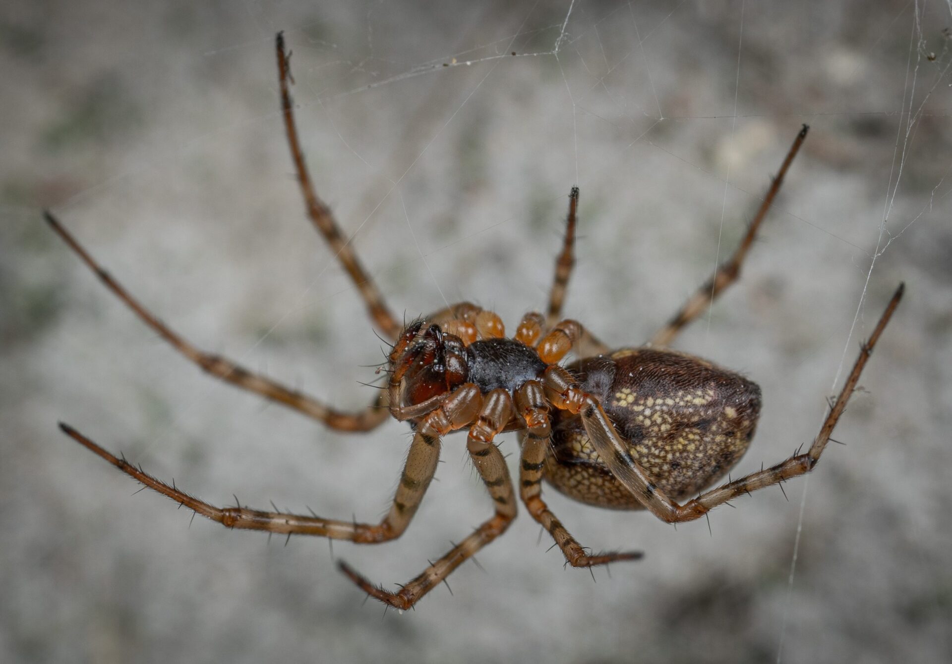 Spider on cement