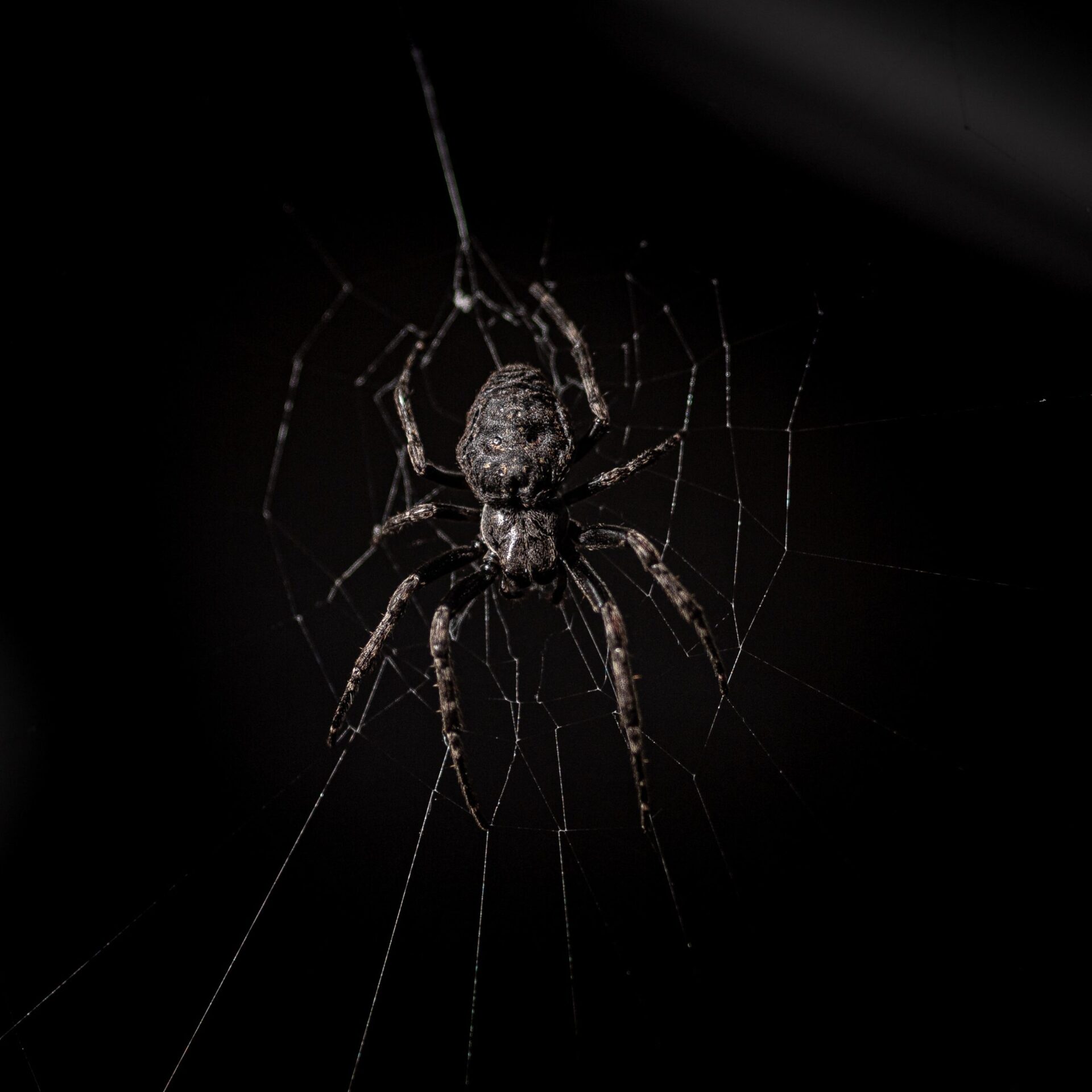What Kind of Spiders Jump