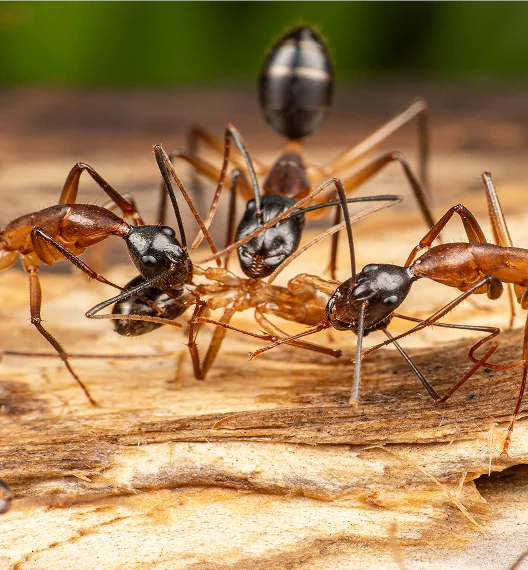 An image of a Carpenter Ants