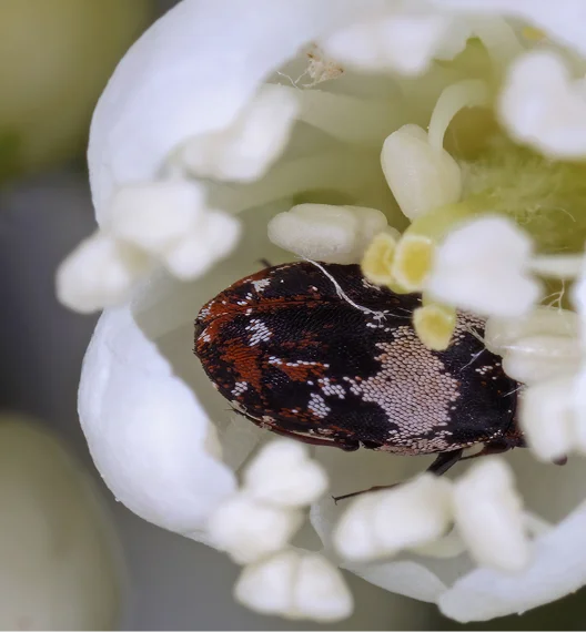 An image of a Carpet Beetles