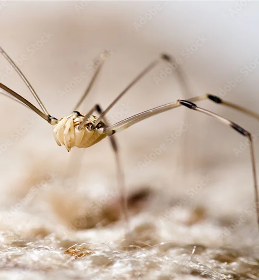 Cellar Spiders (Daddy Longlegs)
