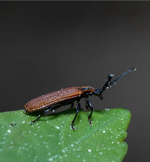 An image of a Click Beetles