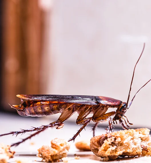 Cockroaches