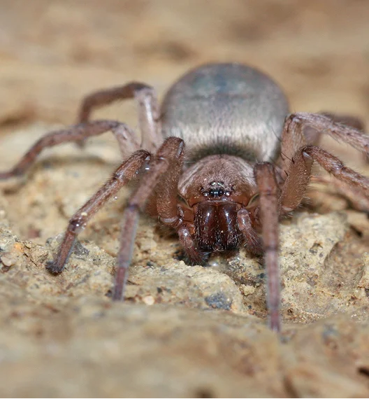 Ground Spiders