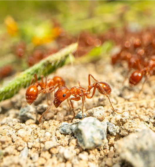 Harvester Ants