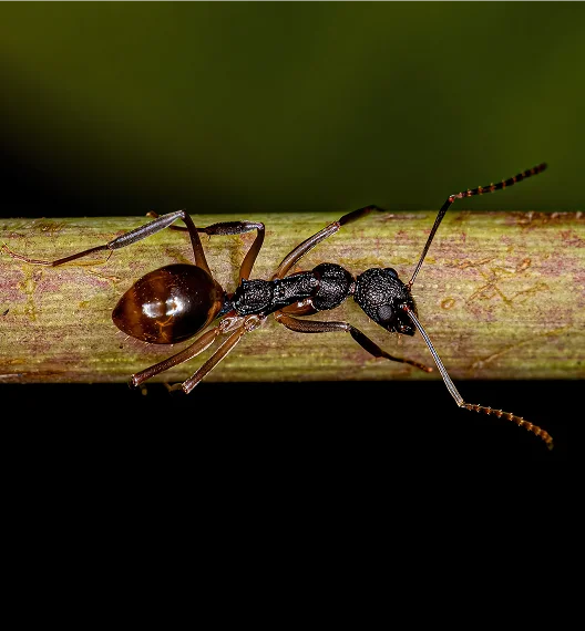An image of a Odorous House Ants