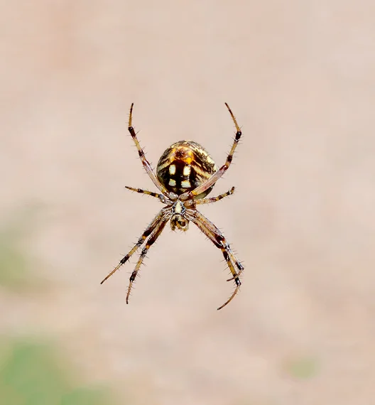 Orb Weavers