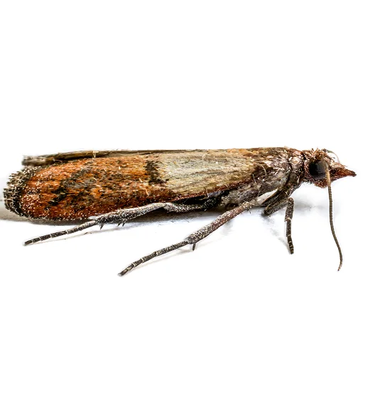 An image of a Pantry Moths