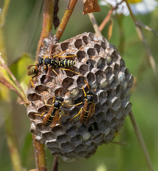 Paper Wasps