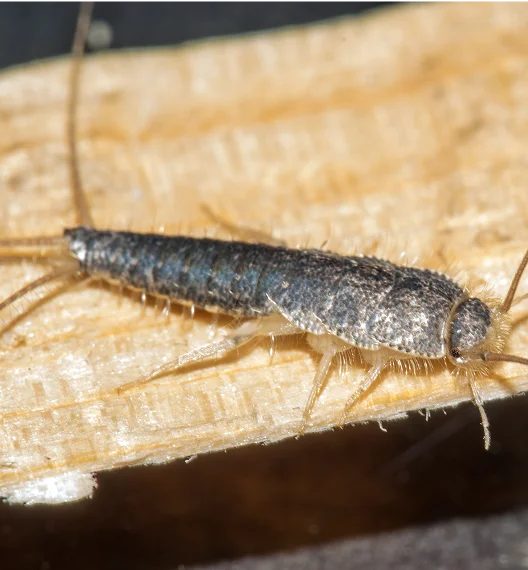 Silverfish & Firebrats