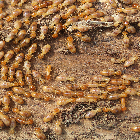 Termite Control