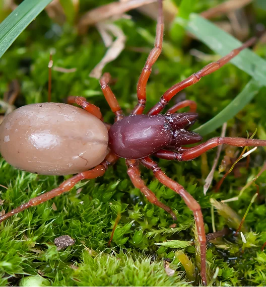 An image of a Woodlouse Spiders