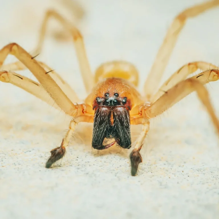 An image of a Yellow Sac Spiders