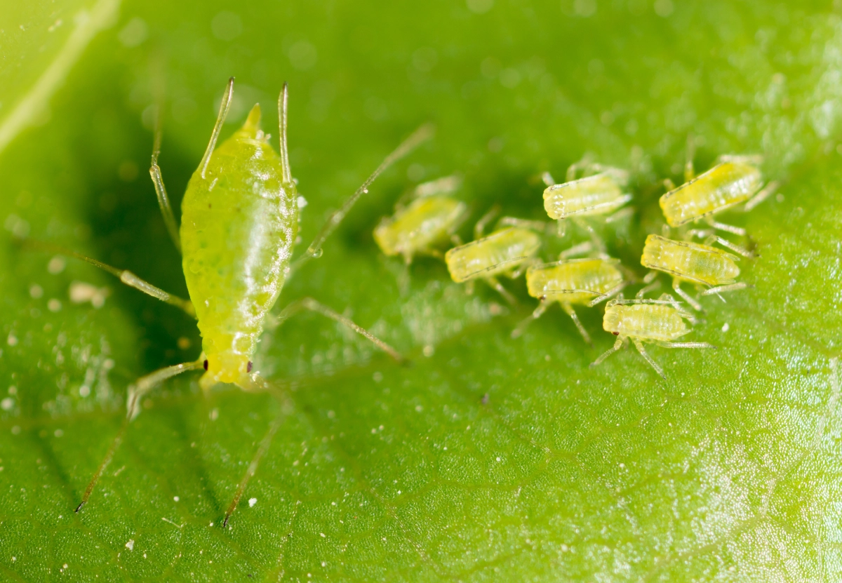 An image of a Aphids