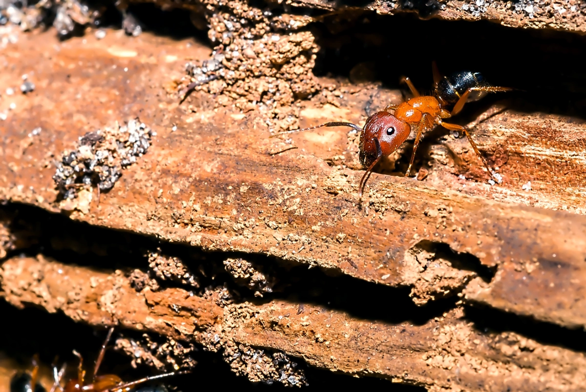An image of a Carpenter Ants
