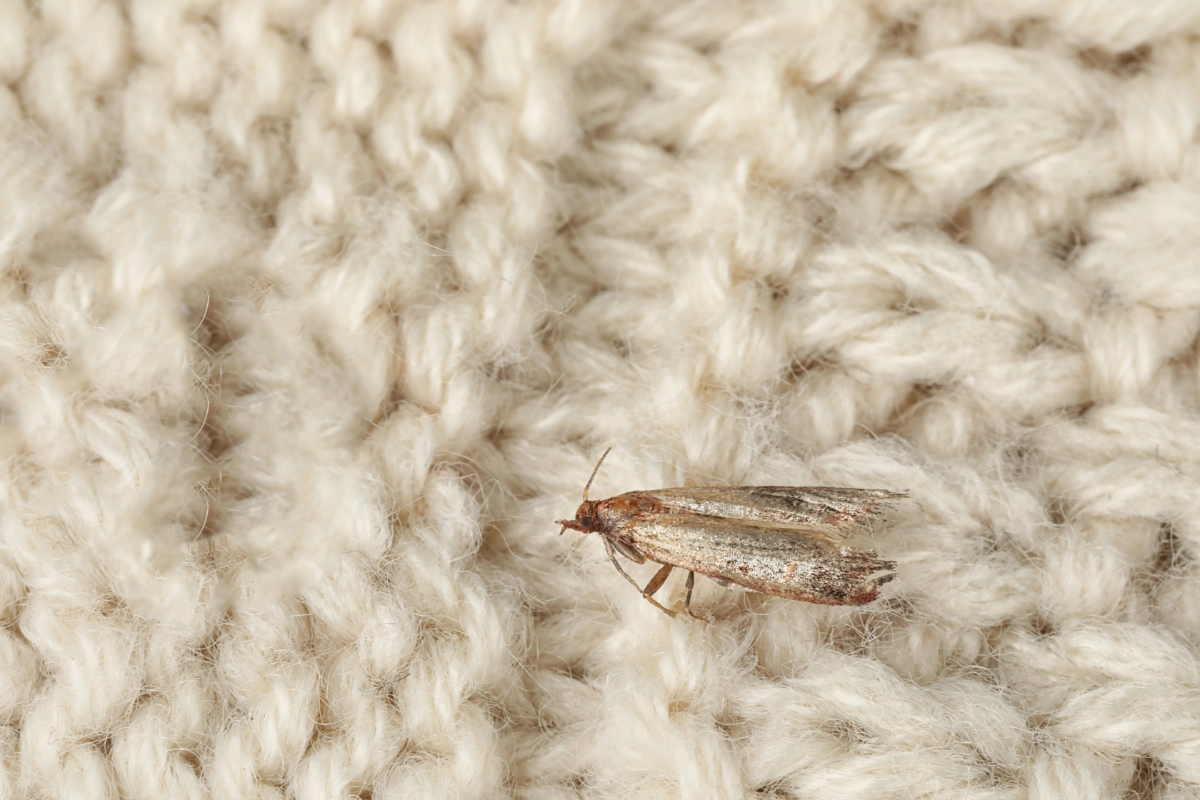 An image of a Clothes Moths