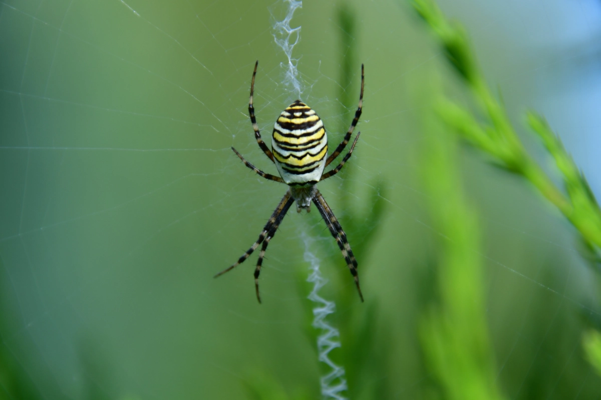 An image of a Orb Weavers