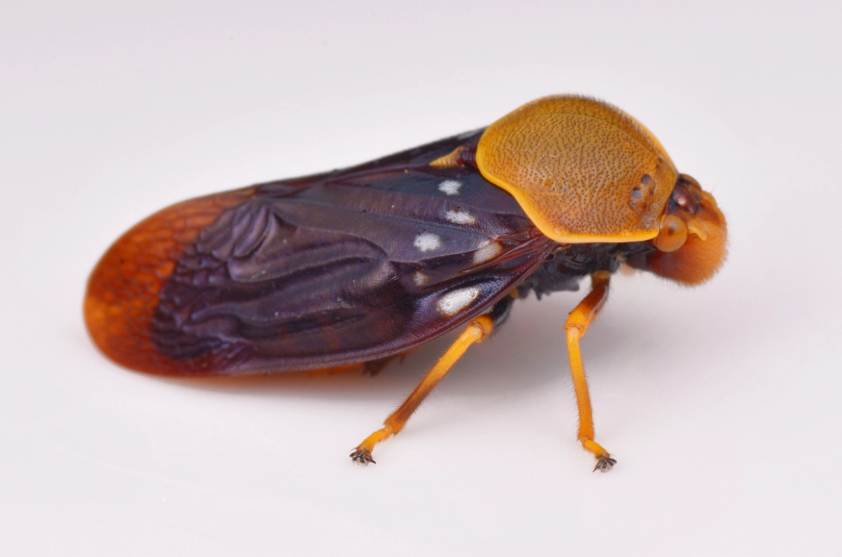 An image of a Spittlebugs