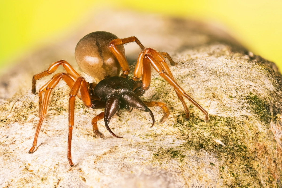 An image of a Woodlouse Spiders