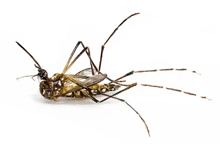 Dead mosquito lying on its side isolated on a white background, showing wings and leg detail