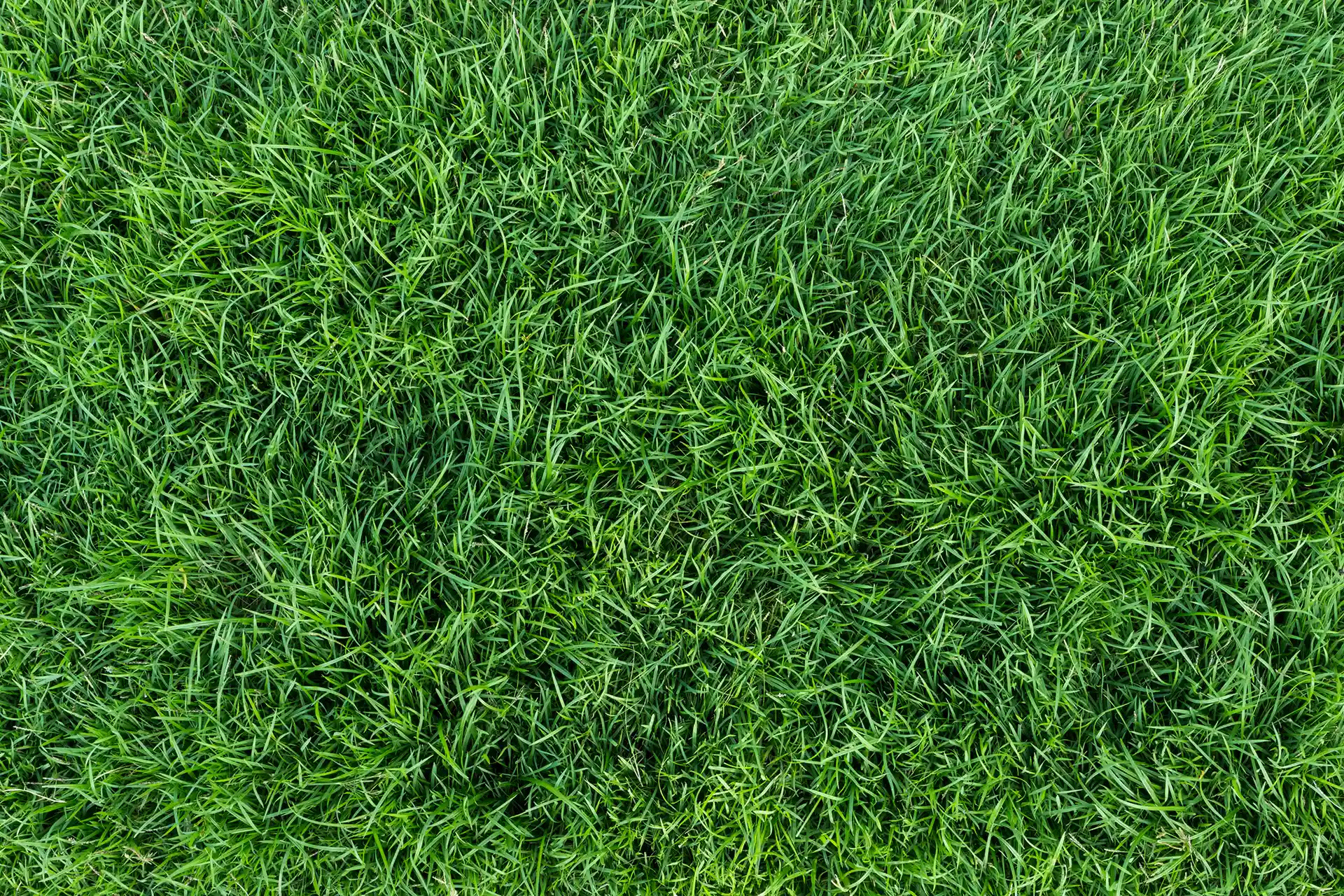 Close-up overhead texture of dense, healthy green grass.